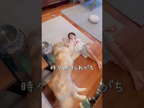 子どもと大型犬を育てるとこうなる　#ゴールデンレトリバー #可愛い #子育て日記 #癒し #こども