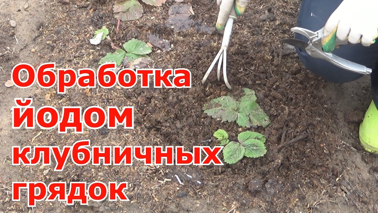 Профилактика клубники йодом. Первые работы на земляничной грядке