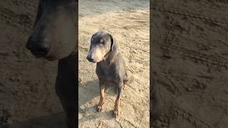 Doberman blue 💙 colour #shortvideo #doberman #shorts
