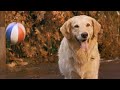 Dog Ownership and Sports Participation