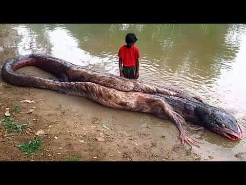 ¡Pescador Atrapa un VERDADERO Monstruo del Río, el Final Te Sorprenderá..!!!