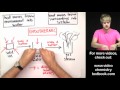 Exploring Phase Changes: Exothermic vs. Endothermic