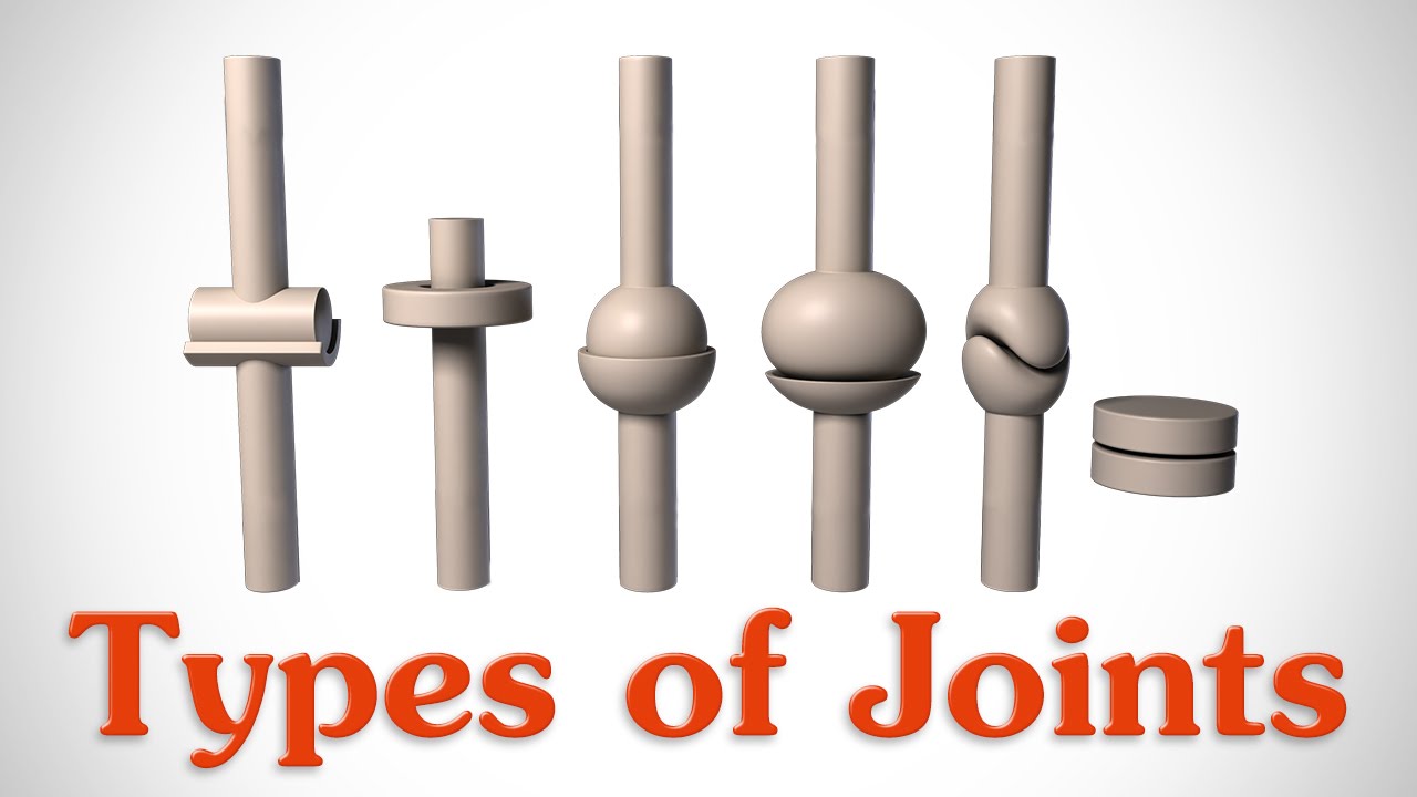 The 6 Types of Joints - Human Anatomy for Artists - Proko