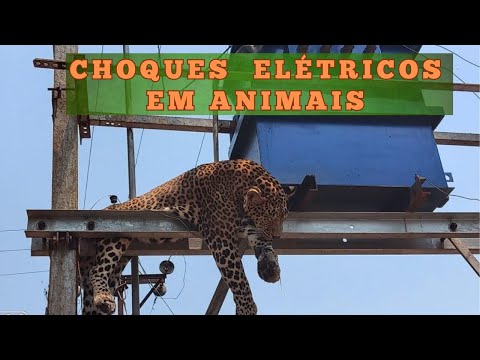 CHOQUES FATAIS! ANIMAIS QUE PERDEM A VIDA NOS FIOS ELÉTRICOS! MACACOS, URSOS, AVES E ATÉ LEOPARDOS!