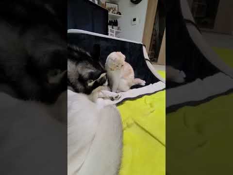 ハスキー犬の行動が子猫を驚かせた瞬間…笑#shorts
