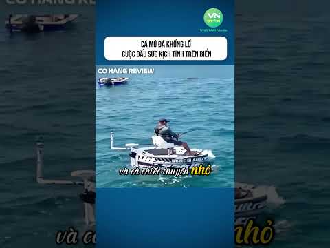 Cá Mú Đá Khổng Lồ Cuộc Đấu Sức Kịch Tính Trên Biển #shorts #khampha #danhbatca