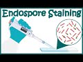 Endospore Staining Techniques