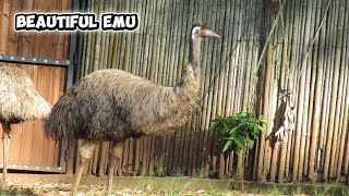 The Emu – Australia’s Giant Runner