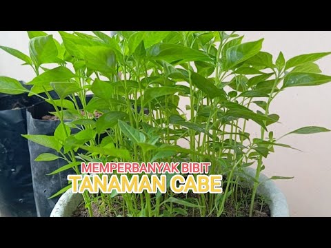 Cara semai bibit cabe di pot bekas