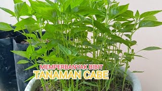 Cara semai bibit cabe di pot bekas