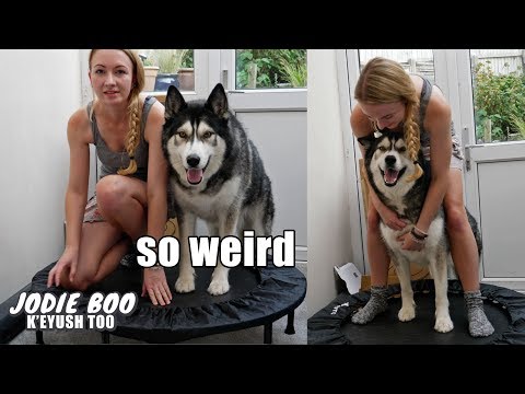 We Use A Trampoline For The First Time! Husky Tries To Stop Me!