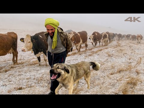 Terkedilmiş Dağlardan Eve Dönüş | Belgesel