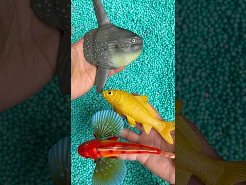 fish 🐡🐠