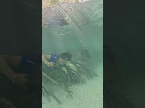 ป่าแบบนี้มีจระเข้ 🤔🐊 #บันทึกลับเงือกสาว #ลูกสาวโพไซดอน #ดำน้ำตัวเปล่า