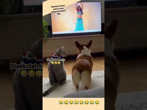 #hewancerdas #viral #fypシ゚ #hewanpeliharaan #hewanunik #headshot #hewanlucu #keunikanhewan