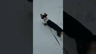 How to make a Beagle happy! #beagle #doglover #lofi #chillmusic #christmas #beatmaker #canada