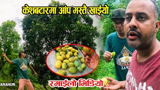तनहुँ केशबटारमा पहाडको आप टिपेर खादा यति रमाईलो। भुवनले आप झारे | Nepal NewsLine | Bhuwansingh thapa