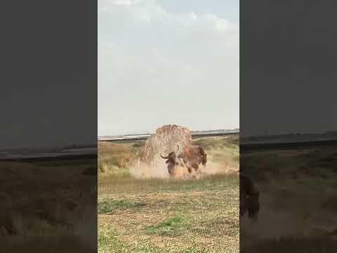 #Tiger vs buffalo ?#buffalo on fire ?#animalsvideo #shorts