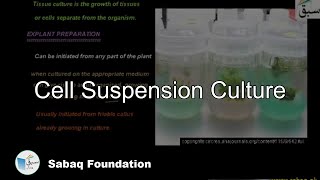 Cell Suspension Culture