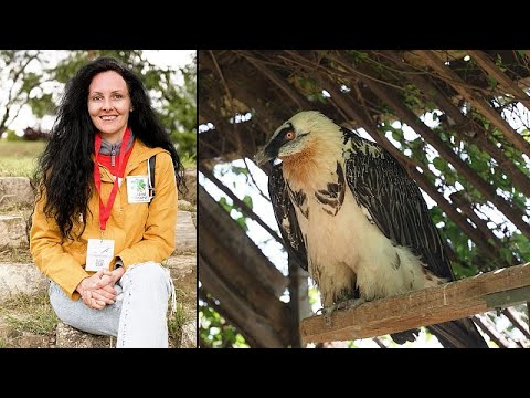 YouTube video thumbnail: “It’s Like a Miracle”: the Emotional Reintroduction of the Bearded Vulture in Bulgaria