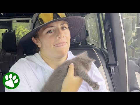 Woman saves kitten from the middle of the road