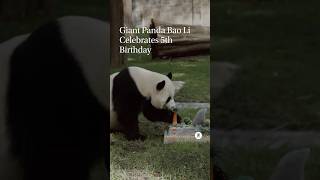 Giant Panda Bao Li celebrated his 5th birthday 🐼🎂