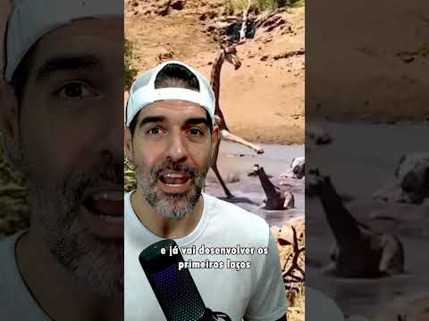 VIDA DE FILHOTE DE GIRAFA NÃO É FÁCIL | Pidobiologia