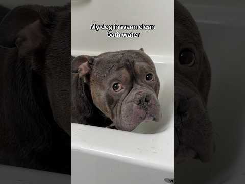 My dog in warm bath water VS freezing dirty duck water 🦆 #dogs #funny