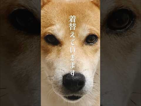 コーディネートを掘り間違えた柴犬#犬#柴犬#コーデ