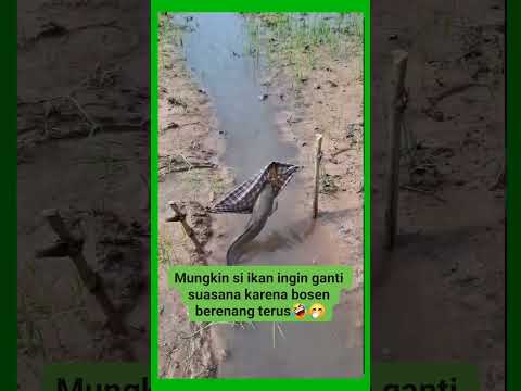 Lagi Pengen di Ayun Kaliii