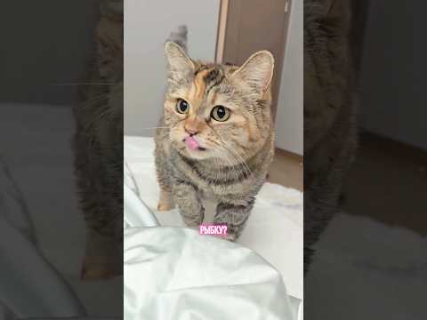 Грустный говорящий кот выпрашивает рыбку😹 Сверхмилый мем❤️ #котики