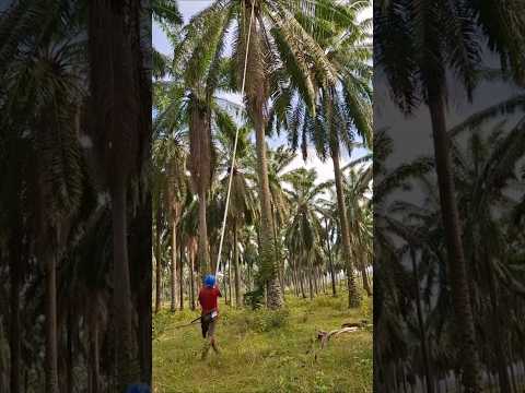 Cara panen kelapa sawit pohon tinggi