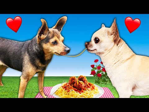 Best First Date Wins Kiss!  PawZam Dogs