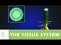 Plant Tissue Functions and Structures