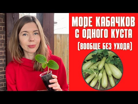 Сажаю всего один куст кабачка, а урожай потом некуда девать. Как без ухода вырастить много кабачков