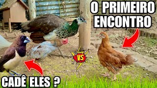 Tem Novidade no ninho do Ganso | Manejo Galinha Embrapa 51| Cadê o Manon ? | Aves Recriar