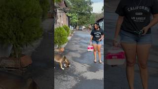 Aquí andamos dándole croquetas a los perritos que encontremos en la calle