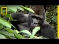 Gorilla Behavior and Tracking Techniques