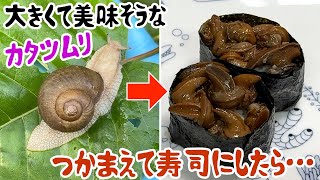 大きくて美味そうなカタツムリ、捕まえて寿司にしたら…