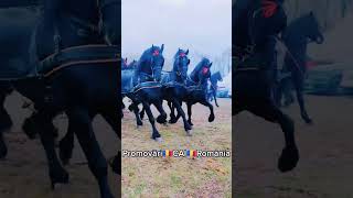 #cai #horse #cal #stallion #arabianhorseworld #animals #horseriding @PromovariCaiRomania