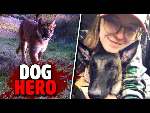 INCREDIBLE: Dog SAVES Woman from Mountain Lion Attack!