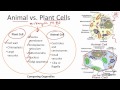 Animal vs. Plant Cells: Key Differences and Functions
