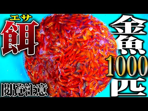 【閲覧注意】1000匹の金魚を腹ペコの古代魚が沸く水槽に入れてみたら…