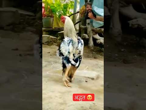 Vrindavan jaungi sakhi na laut ke aaungi ❤️🤗 #shorts