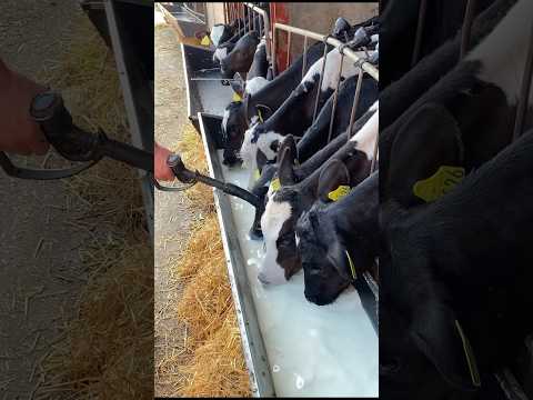 Modernizing Calf Feeding Techniques