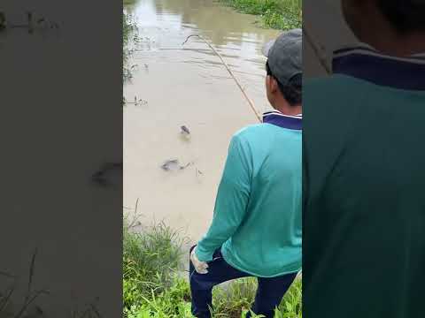 Amazing Fishing Video 🎣