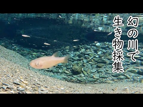 1年に数回だけ現れる幻の川でガサガサ！ビオトープに入れる水棲生物がたくさん採れた！