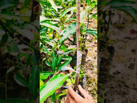 Best Mango Grafting Method for High Success! ✅🥭#shorts