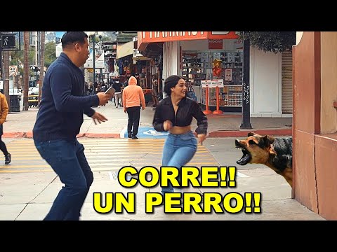 Me sigue un PERRO!! Ayudaaaa!!! | Bromas en la calle - Bufones.net