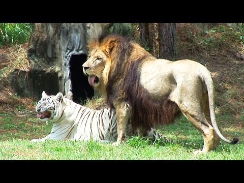LION TIGER "Backyard Blitz"
